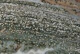 Polished Orbicular Ocean Jasper Slab - Madagascar #379343-1